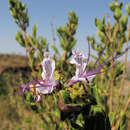 Image of Ocimum grandiflorum Lam.