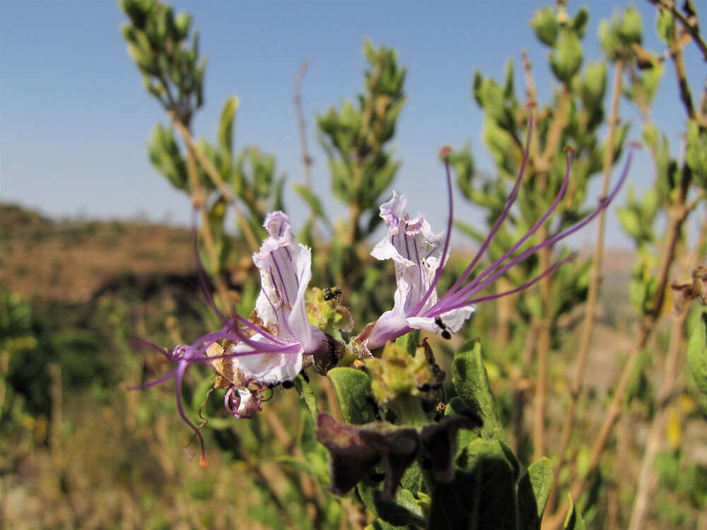 Image of Ocimum grandiflorum Lam.