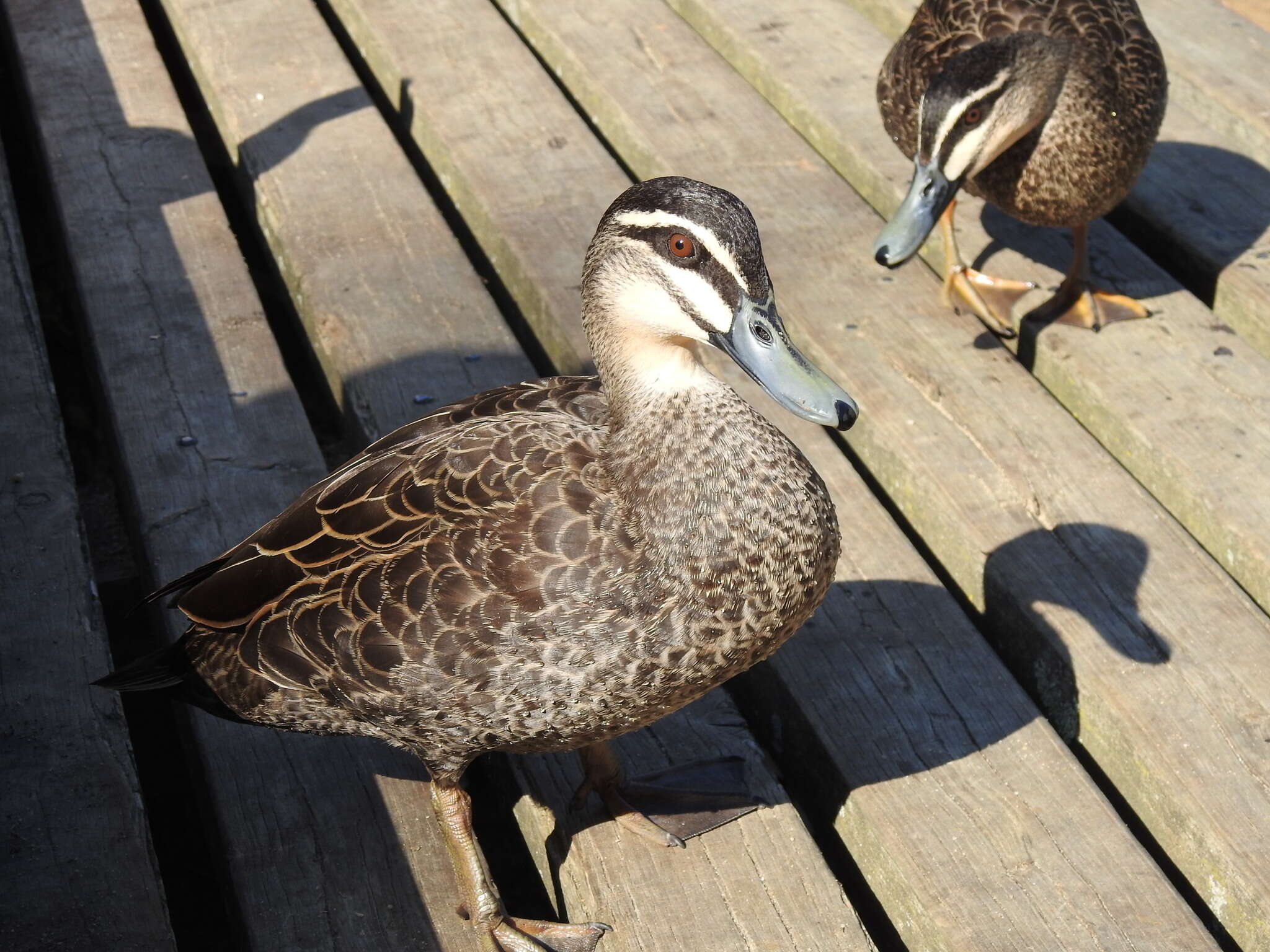 Image of Grey Duck