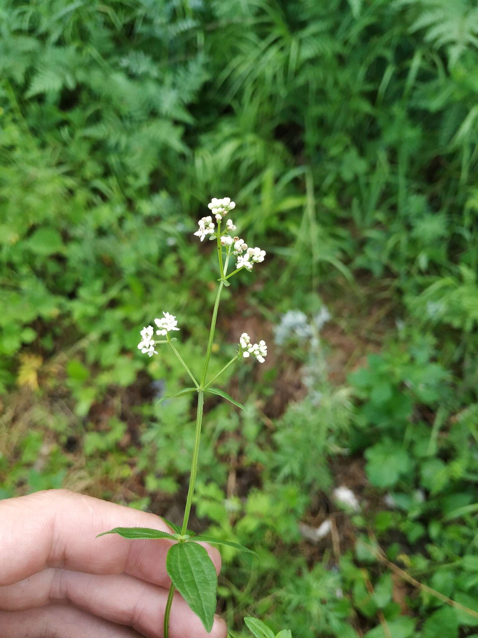 Image of Galium platygalium (Maxim.) Pobed.