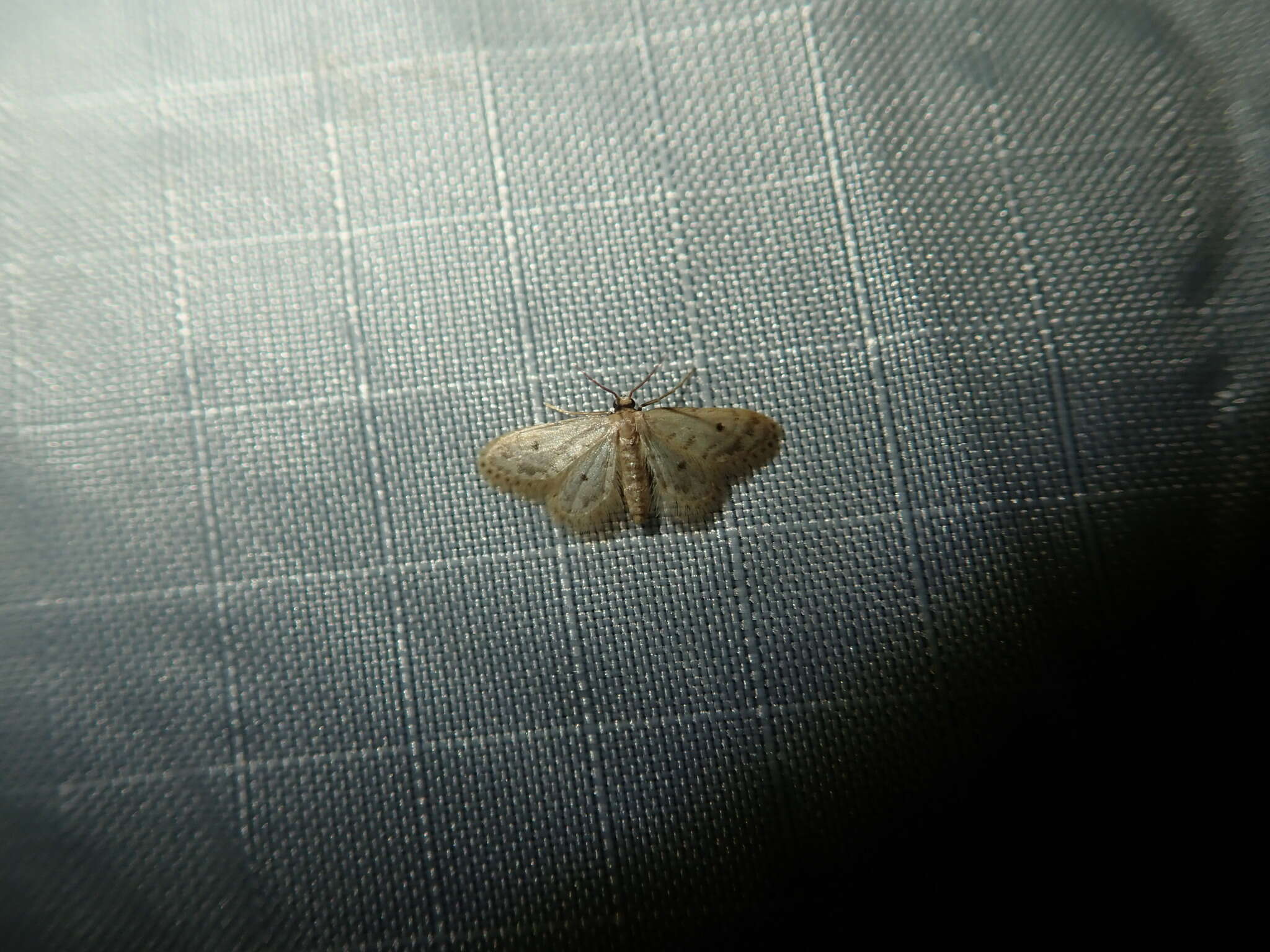 Image of Fortunate Idaea