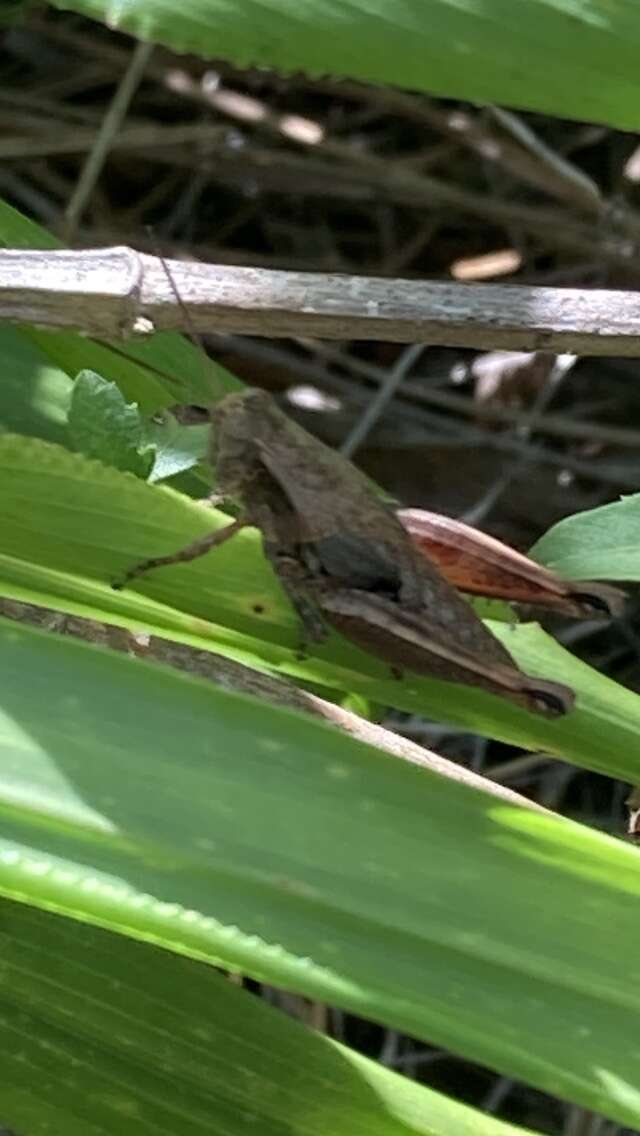 Image de Melanoplus peninsularis Hubbell 1932