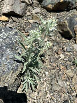 Image of Thompson's cryptantha