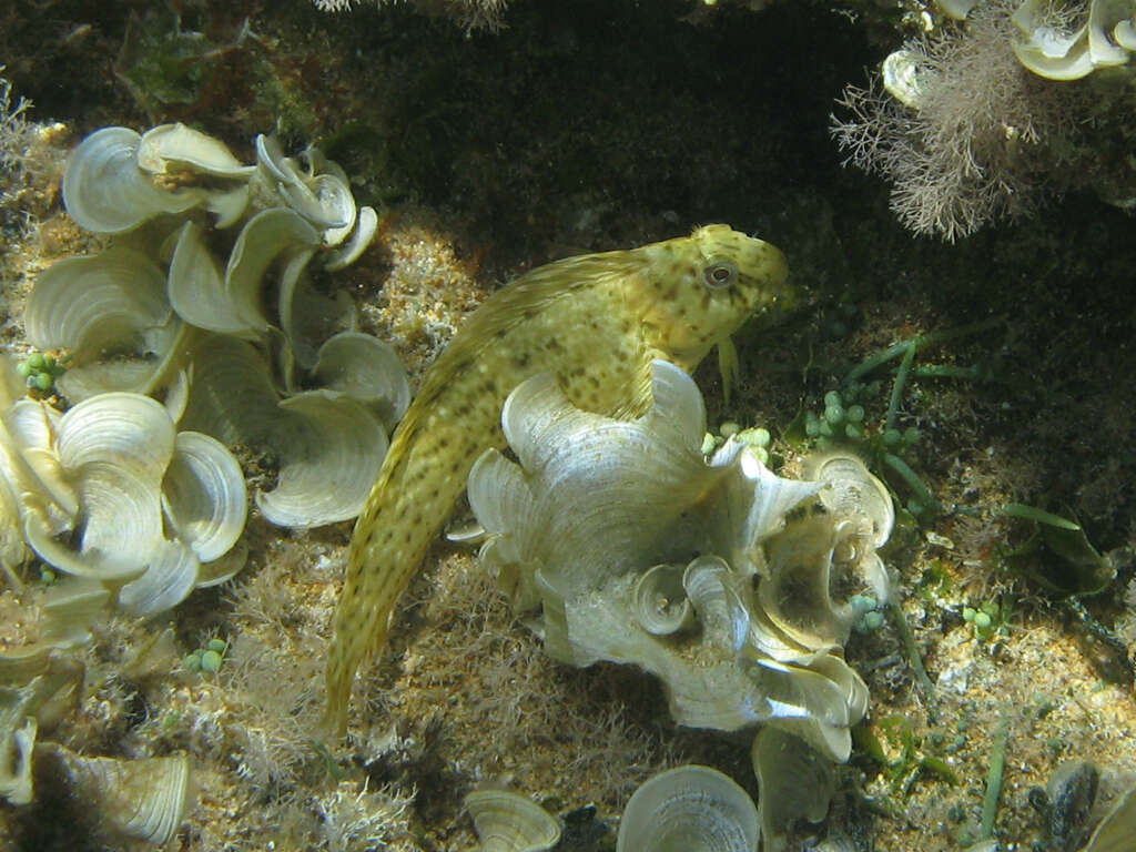 Image of Black Sea Blenny