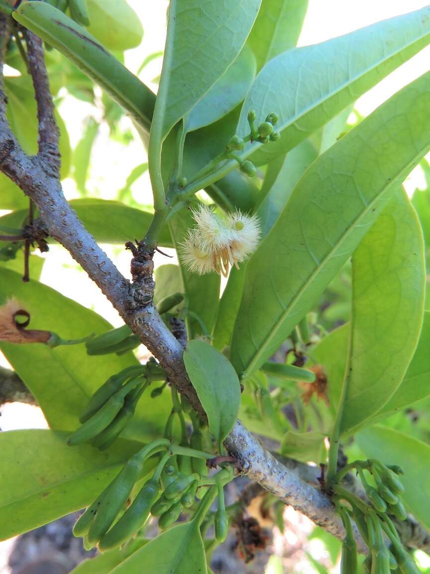 Image of tallow wood