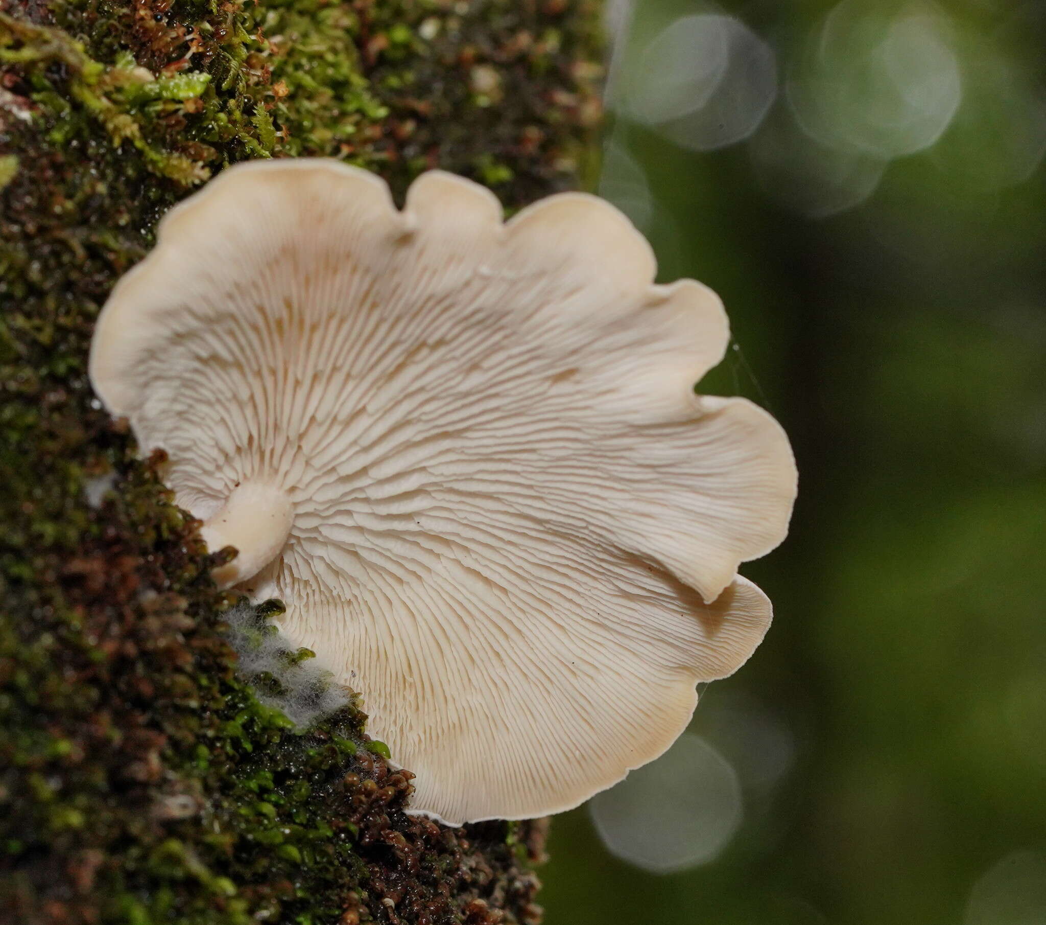 Слика од Clitocybe semiocculta Cleland 1927