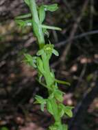 Image of Michael's rein orchid