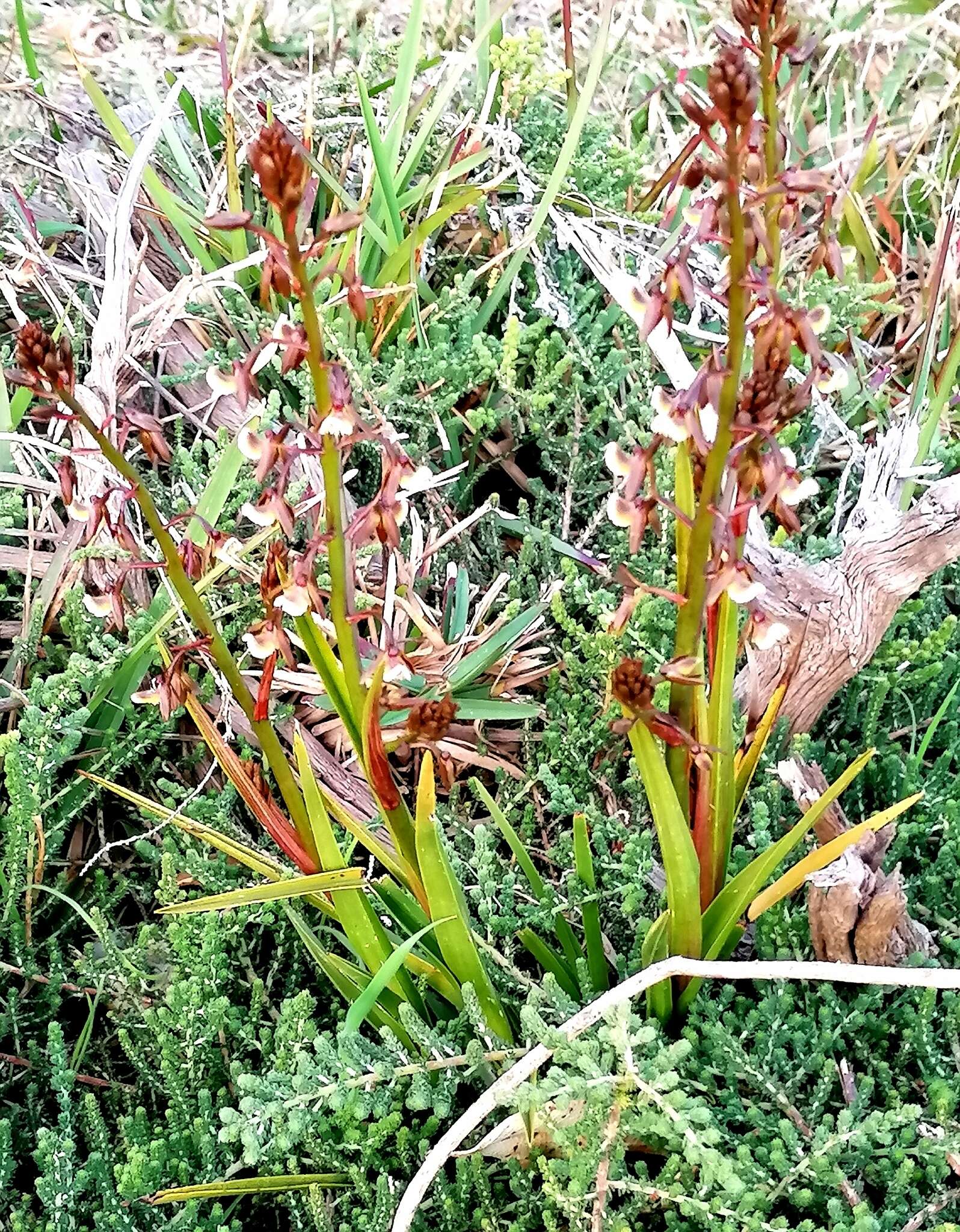 Acrolophia bolusii Rolfe的圖片