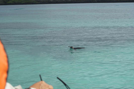 Imagem de Pinguim-das-galápagos