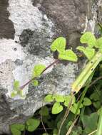 Stachys reticulata Codd resmi