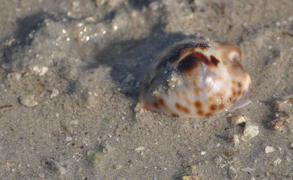 Image of Barycypraea Schilder 1927