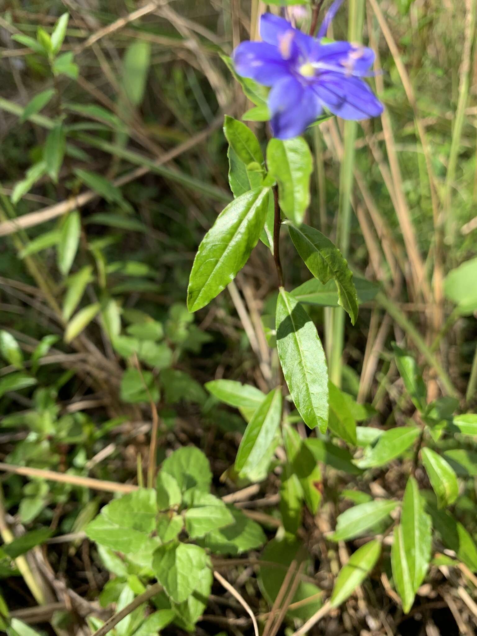 Image of Skyflower