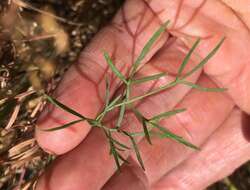 Image of Slickrock biscuitroot