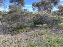 Image of Acacia pinguifolia J. M. Black