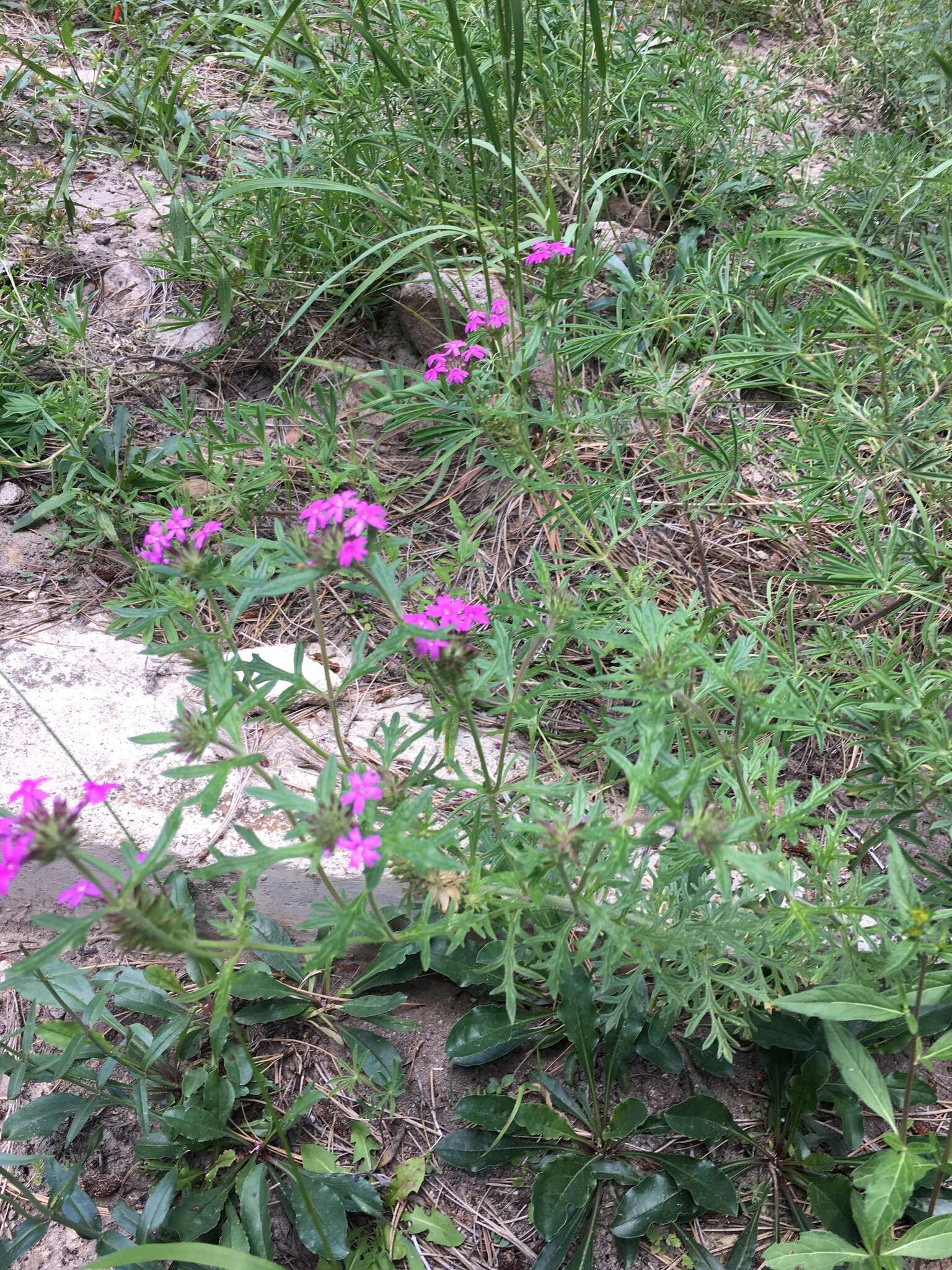 Image of Chiricahua Mountain mock vervain