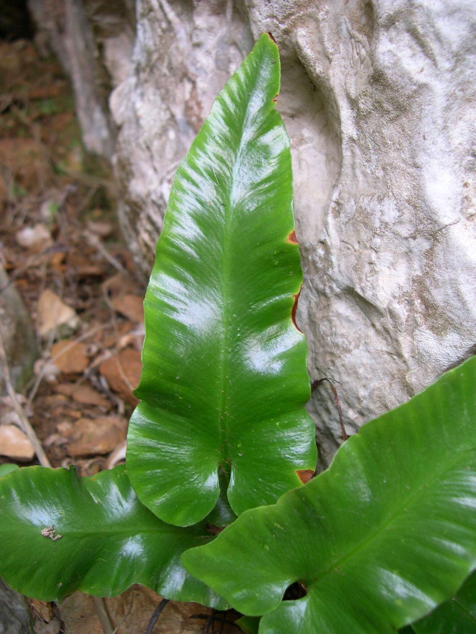 Image of Asplenium sagittatum (DC.) A. J. Bange