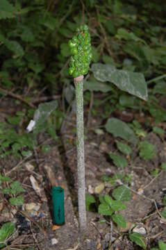 Image of Arum besserianum Schott