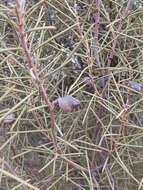 Image of Hakea leucoptera subsp. leucoptera