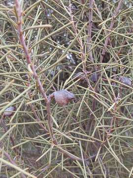 Imagem de Hakea leucoptera subsp. leucoptera