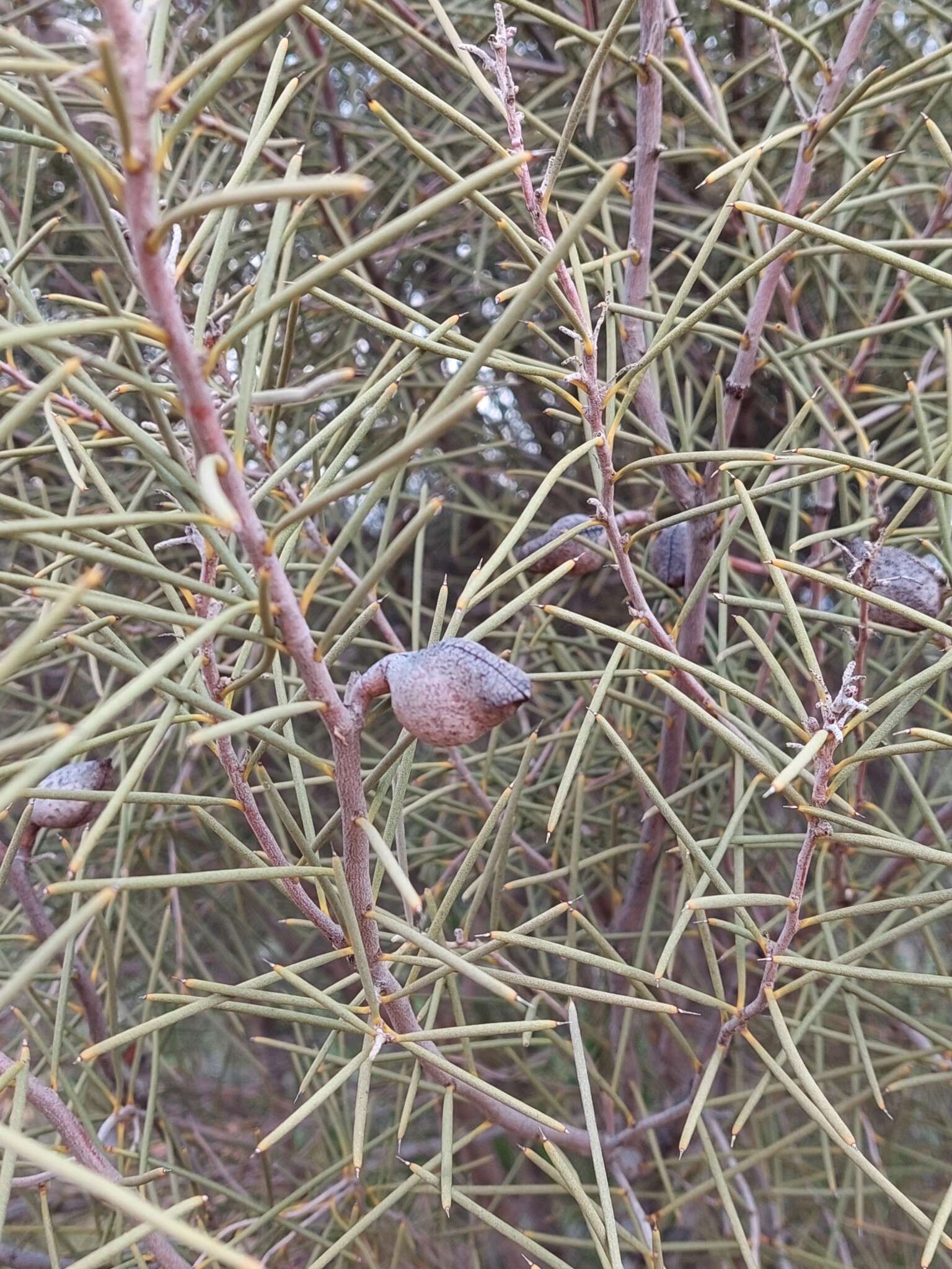 Image of Hakea leucoptera subsp. leucoptera