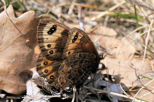 Erebia epistygne Hübner 1816 resmi