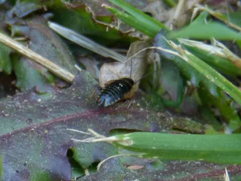 Image of forest cockroach