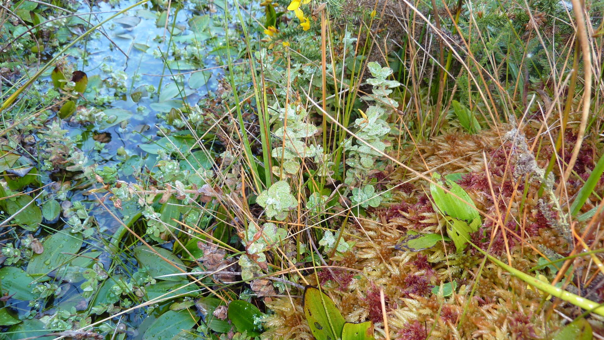 Plancia ëd Hypericum elodes L.