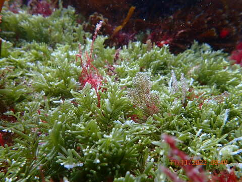 Image of Caulerpa hodkinsoniae