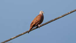 صورة Columbina talpacoti rufipennis (Bonaparte 1855)