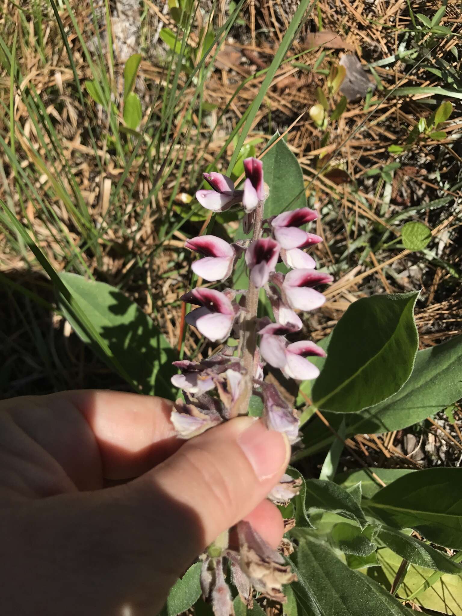 Imagem de Lupinus villosus Willd.