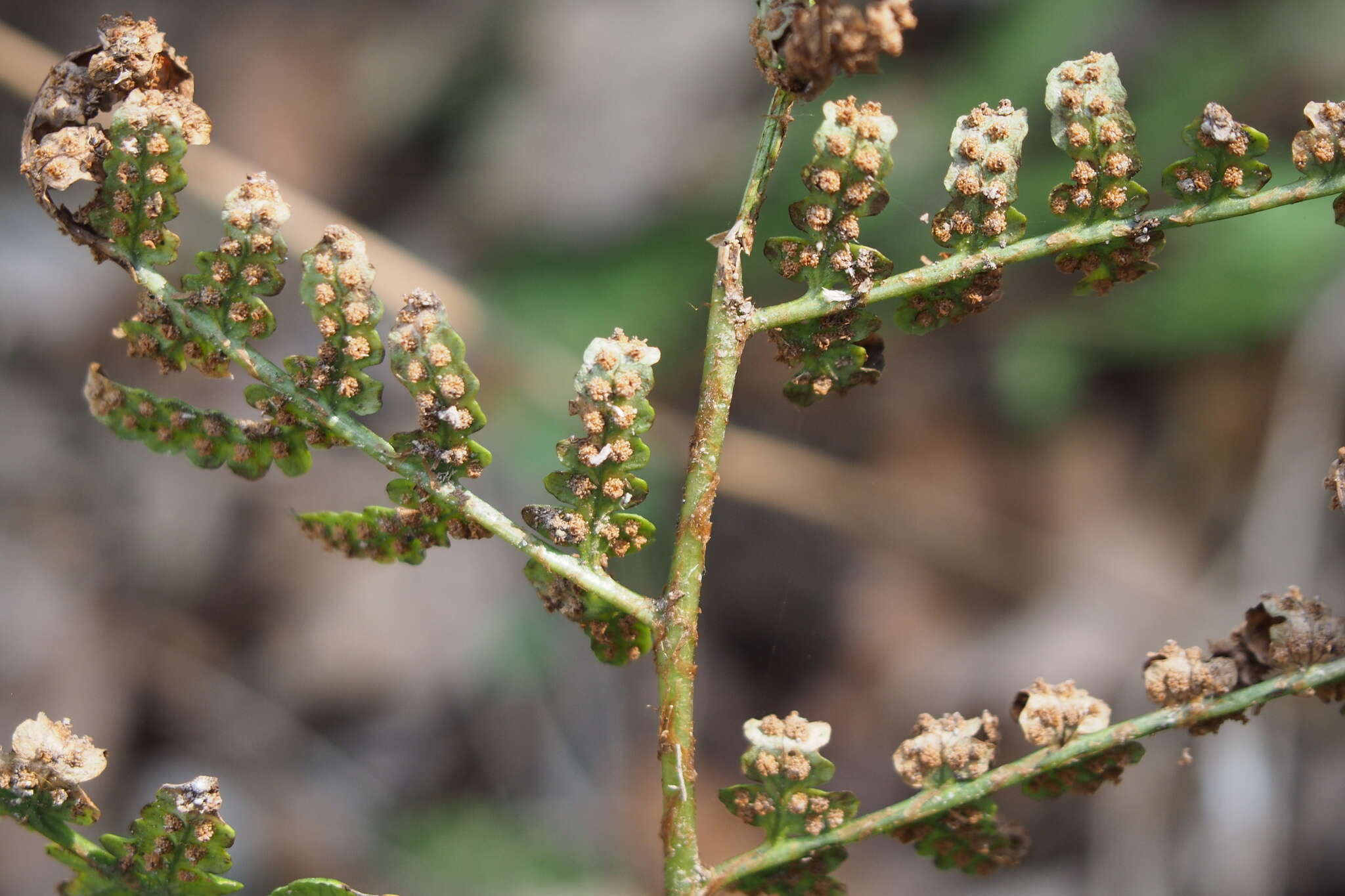 Image de Dryopteris lacera (Thunb.) Ktze.