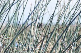 Image of Marsh Wren