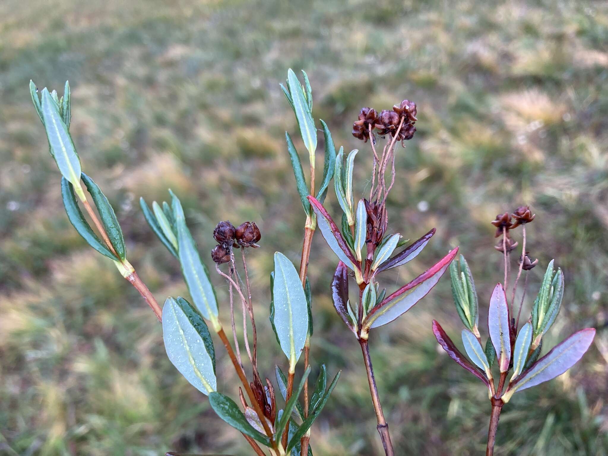 Image of alpine laurel