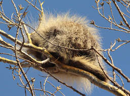 Image of North American porcupine