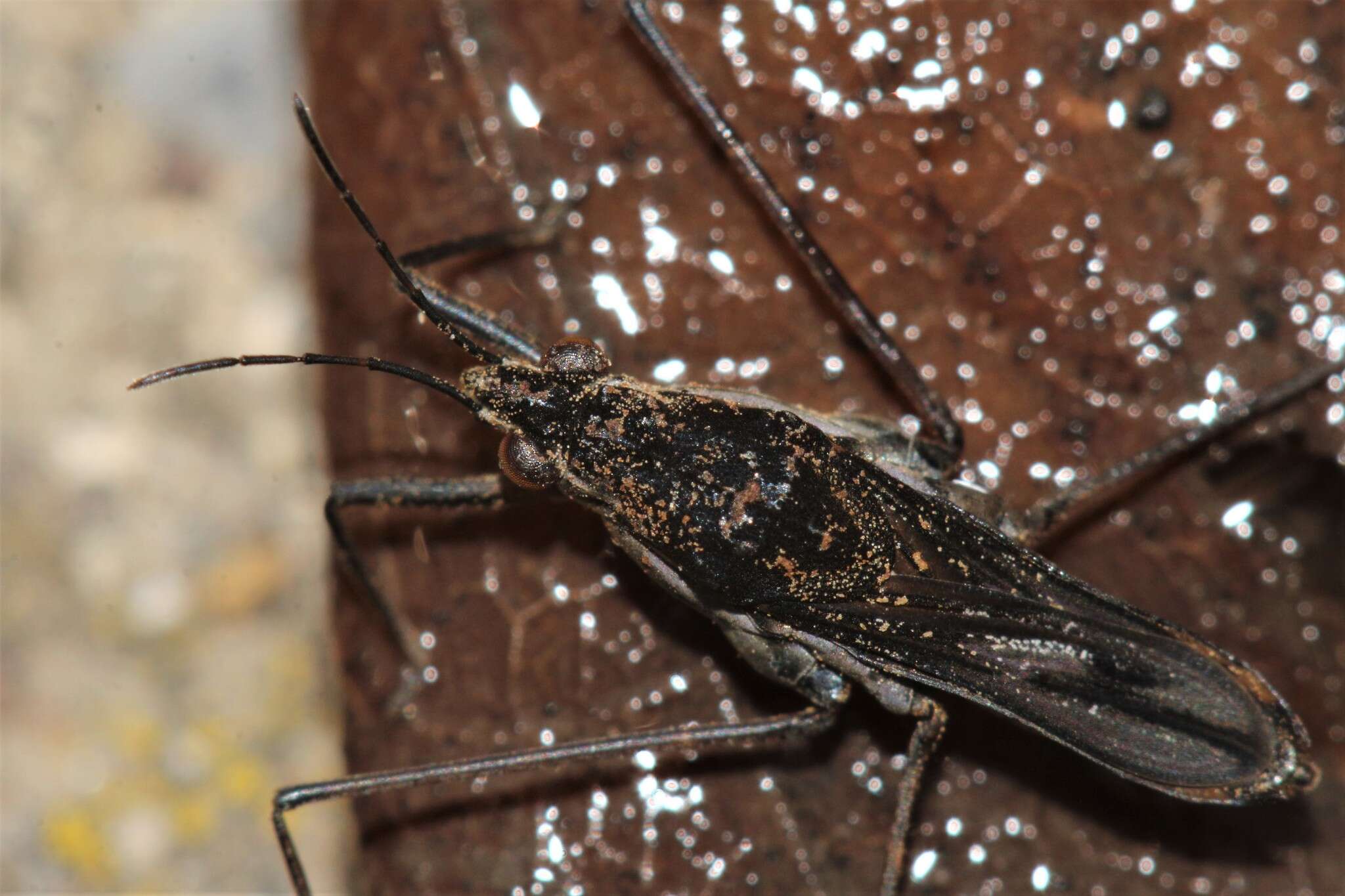 Image of Gerris insperatus Drake & Hottes 1925