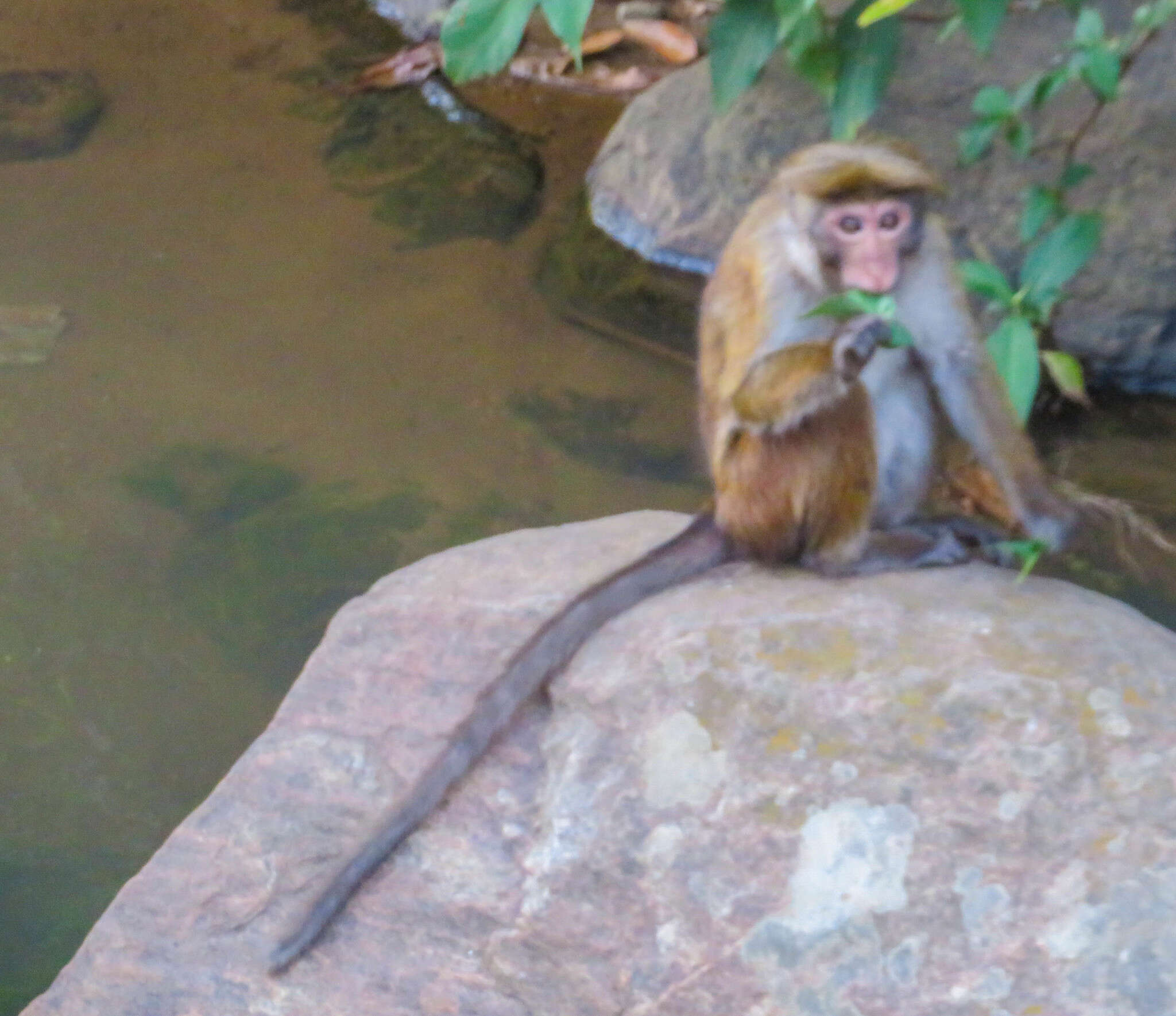 Image of Macaca sinica opisthomelas Hill 1942