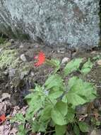 Imagem de Silene rotundifolia Nutt.