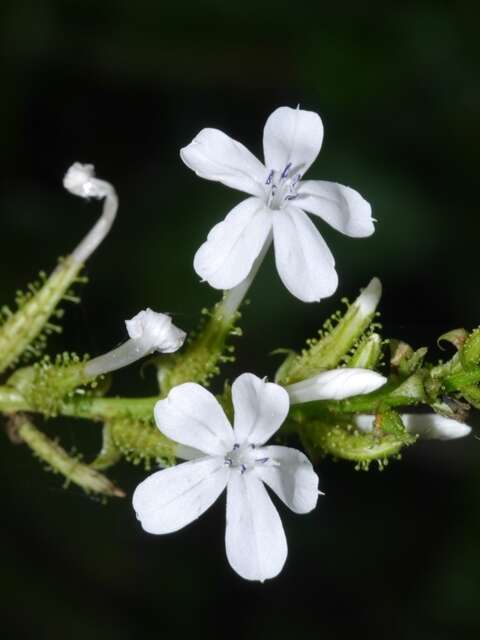 Image of wild leadwort