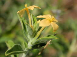 Image of Barleria holubii C. B. Cl.