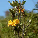 صورة Rhododendron laetum J. J. Smith