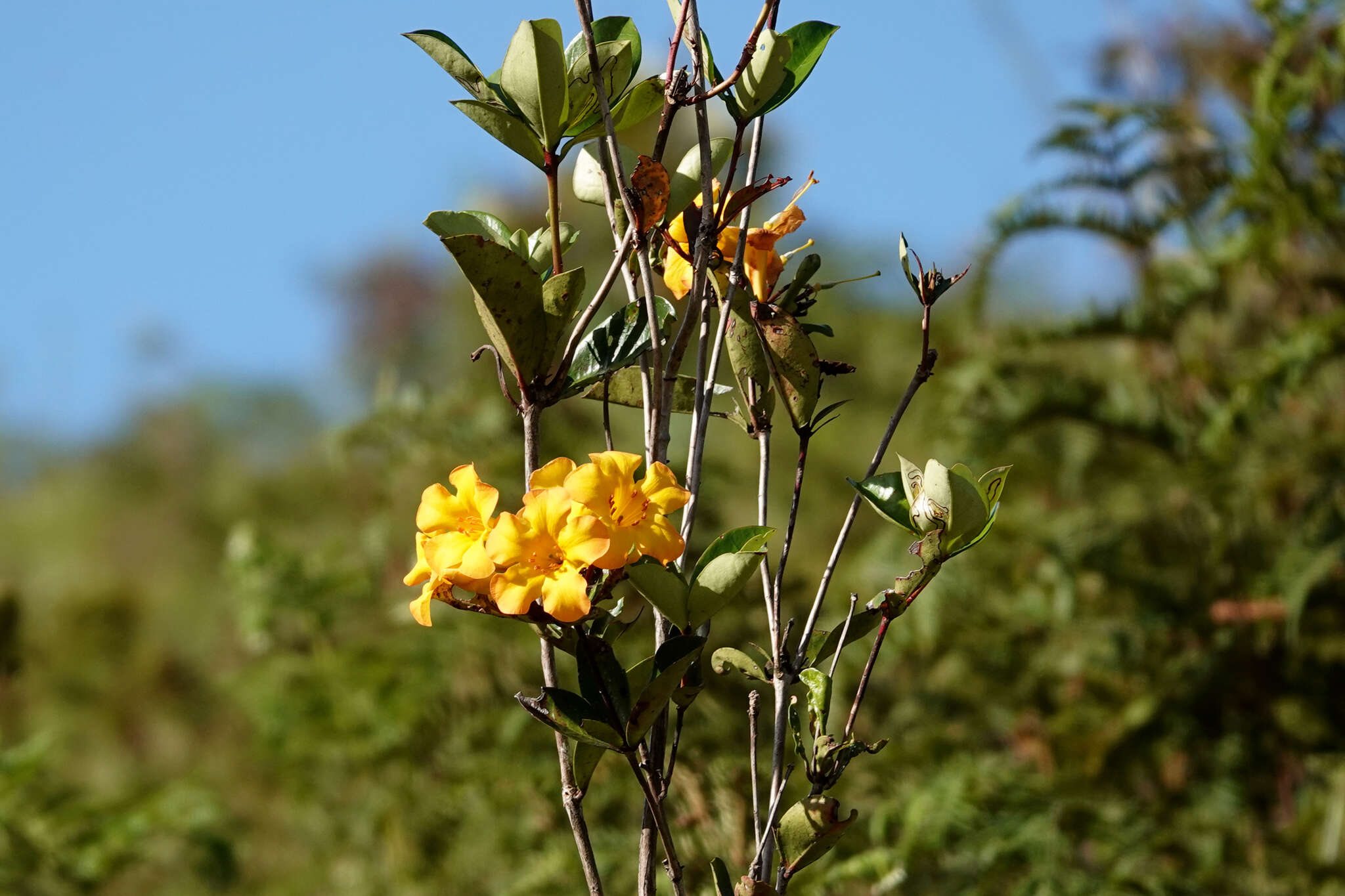 صورة Rhododendron laetum J. J. Smith