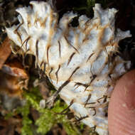 Image of Peltigera pacifica Vitik.