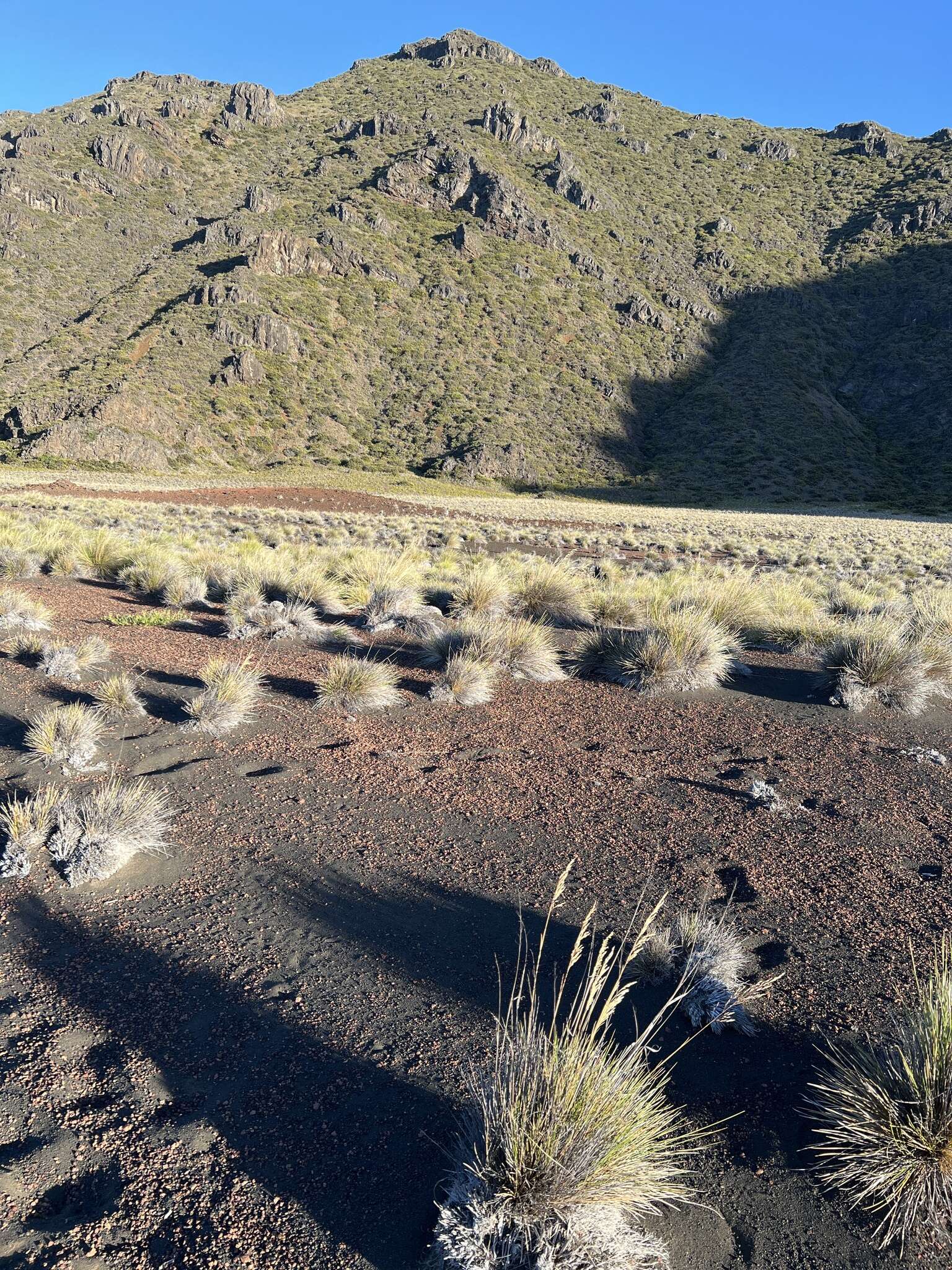 Image of Hawaii Alpine Hair Grass