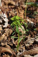 Слика од Euphorbia lucorum Rupr.