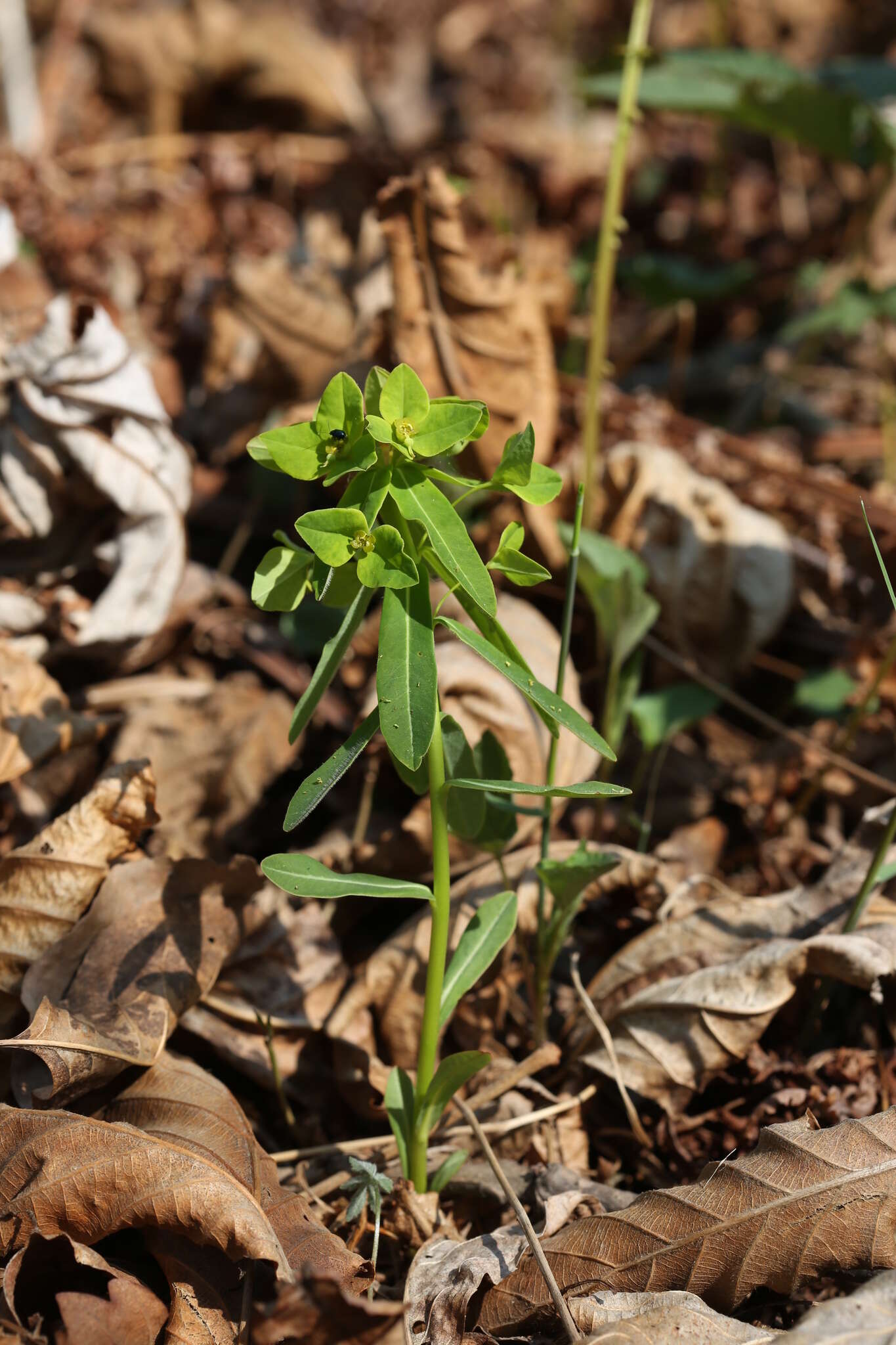 Слика од Euphorbia lucorum Rupr.