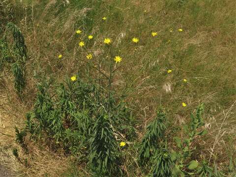 Image of Hooker's scratchdaisy