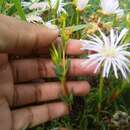 Image of Lampranthus blandus (Haw.) Schwant.