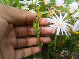 Image of Lampranthus blandus (Haw.) Schwant.