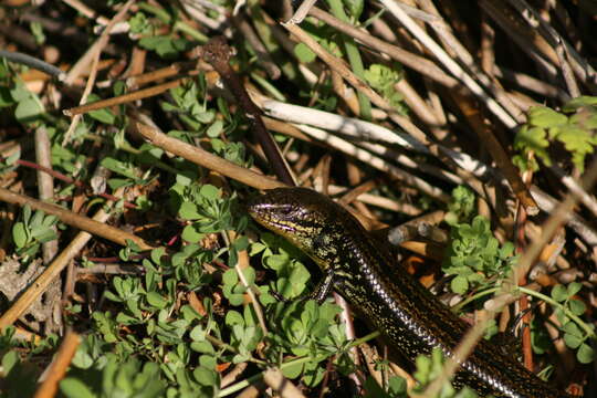 صورة Lissolepis luctuosa (Peters 1866)