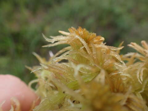 Image of Pacific sphagnum